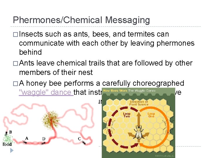 Phermones/Chemical Messaging � Insects such as ants, bees, and termites can communicate with each