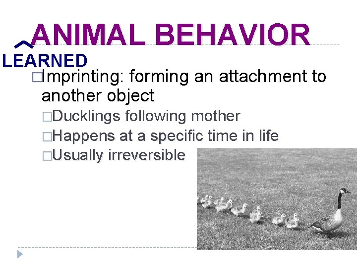 ANIMAL BEHAVIOR LEARNED �Imprinting: forming an attachment to another object �Ducklings following mother �Happens