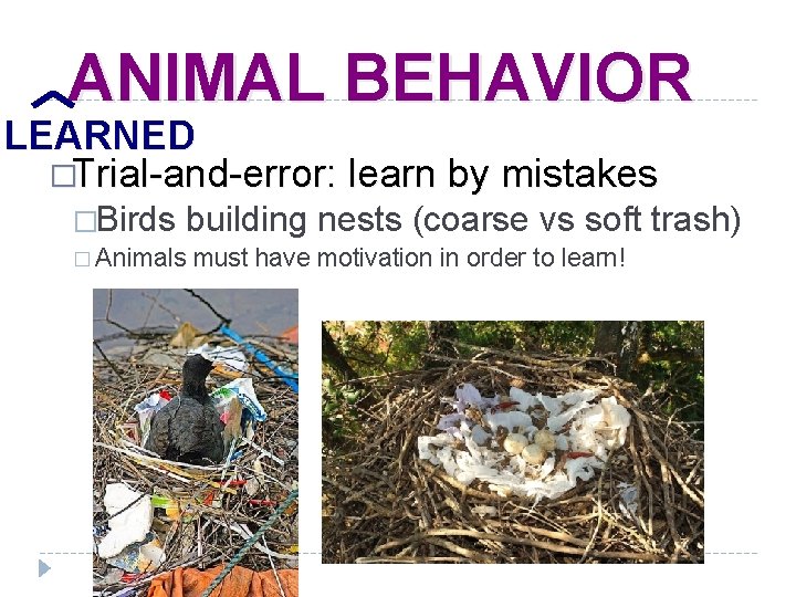 ANIMAL BEHAVIOR LEARNED �Trial-and-error: learn by mistakes �Birds building nests (coarse vs soft trash)