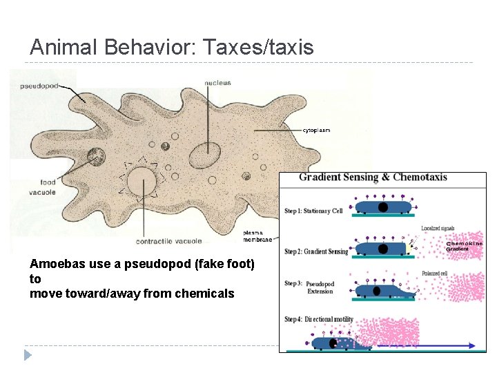 Animal Behavior: Taxes/taxis Amoebas use a pseudopod (fake foot) to move toward/away from chemicals