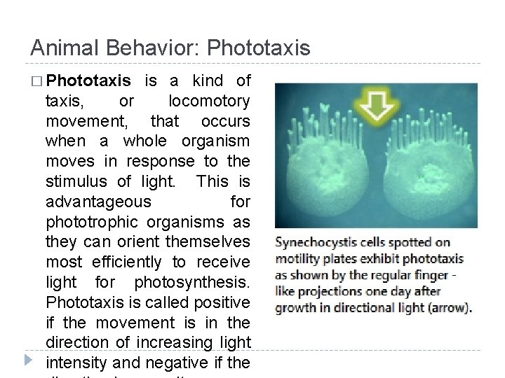 Animal Behavior: Phototaxis � Phototaxis is a kind of taxis, or locomotory movement, that