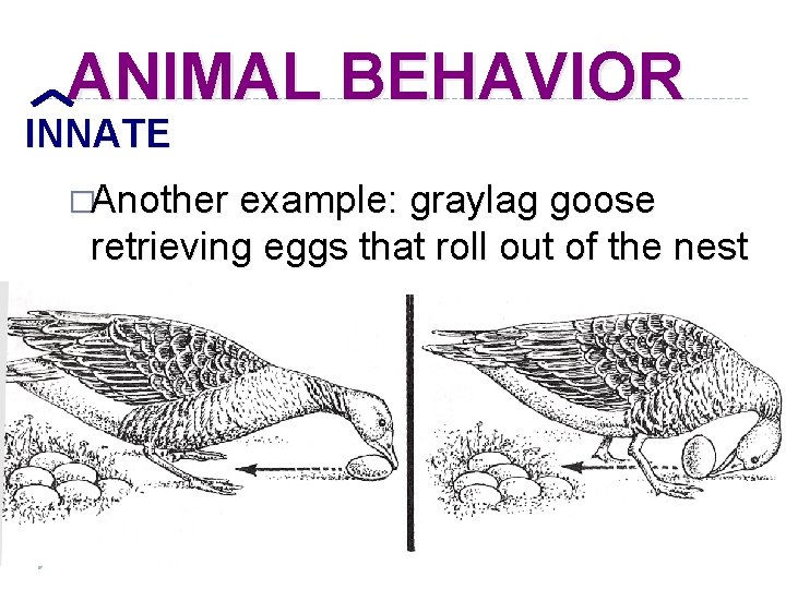 ANIMAL BEHAVIOR INNATE �Another example: graylag goose retrieving eggs that roll out of the