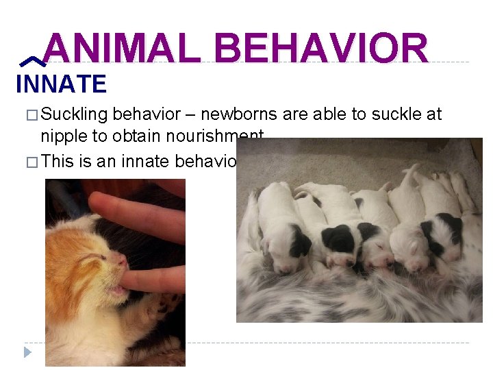ANIMAL BEHAVIOR INNATE � Suckling behavior – newborns are able to suckle at nipple