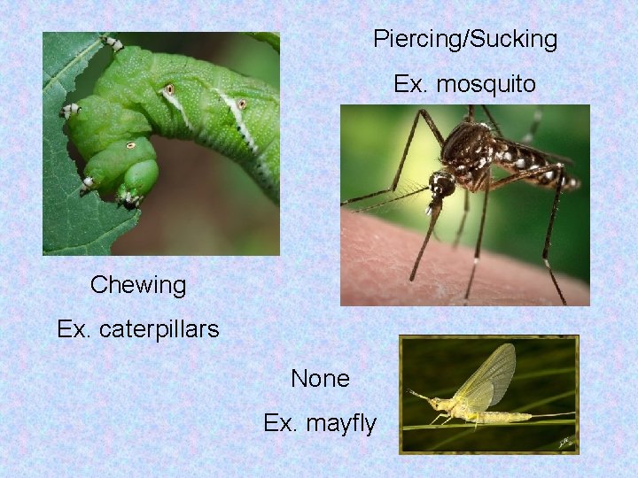 Piercing/Sucking Ex. mosquito Chewing Ex. caterpillars None Ex. mayfly 