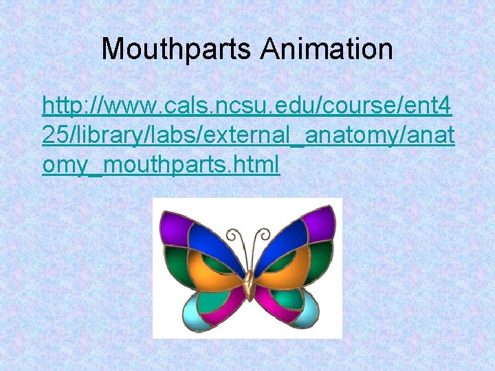 Mouthparts Animation http: //www. cals. ncsu. edu/course/ent 4 25/library/labs/external_anatomy/anat omy_mouthparts. html 