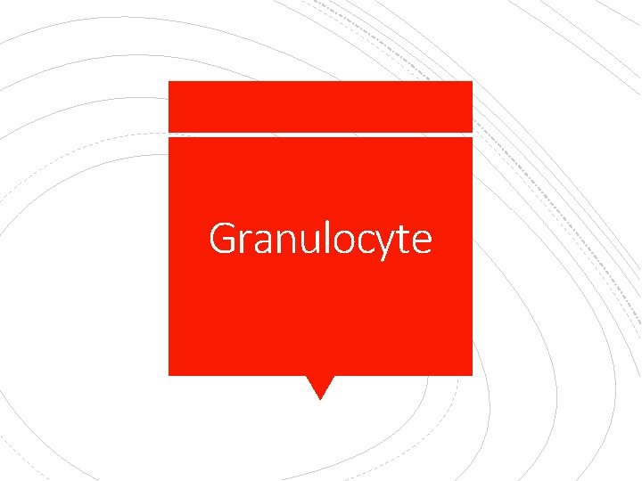 Granulocyte 
