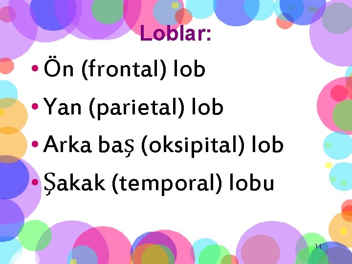 Loblar: • Ön (frontal) lob • Yan (parietal) lob • Arka baş (oksipital) lob