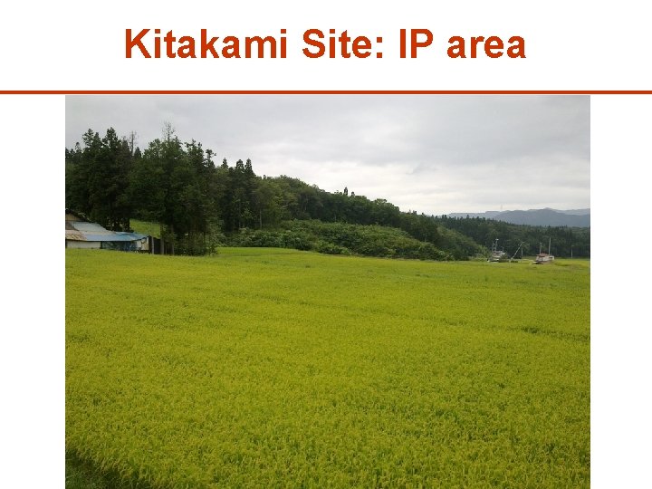 Kitakami Site: IP area 29 