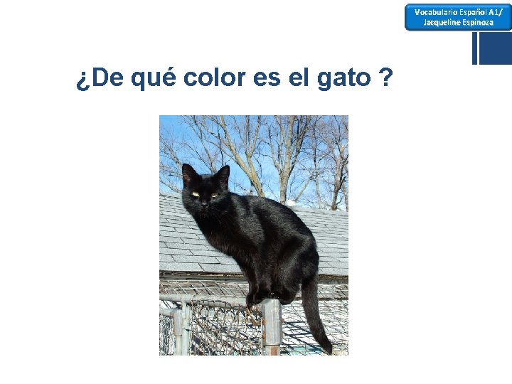 Vocabulario Español A 1/ Jacqueline Espinoza ¿De qué color es el gato ? 