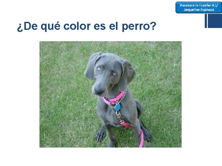 Vocabulario Español A 1/ Jacqueline Espinoza ¿De qué color es el perro? 