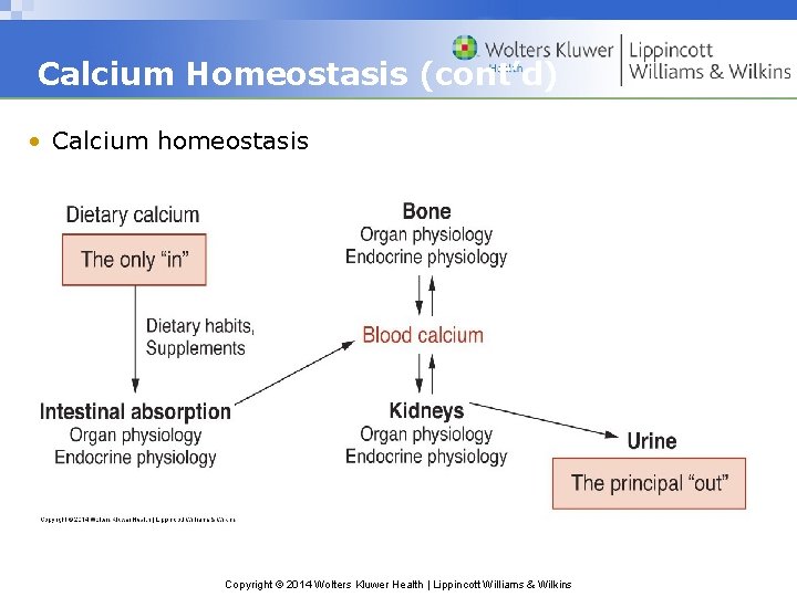 Calcium Homeostasis (cont’d) • Calcium homeostasis Copyright © 2014 Wolters Kluwer Health | Lippincott