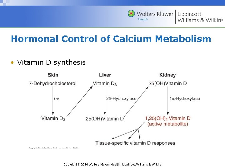 Hormonal Control of Calcium Metabolism • Vitamin D synthesis Copyright © 2014 Wolters Kluwer
