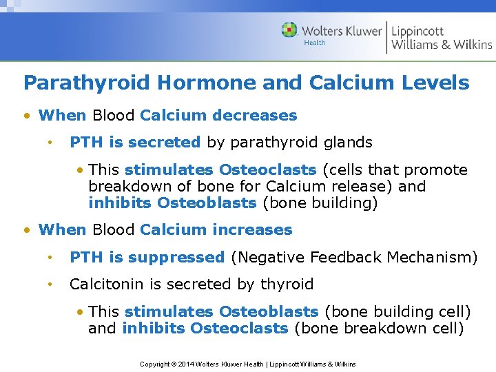 Parathyroid Hormone and Calcium Levels • When Blood Calcium decreases • PTH is secreted