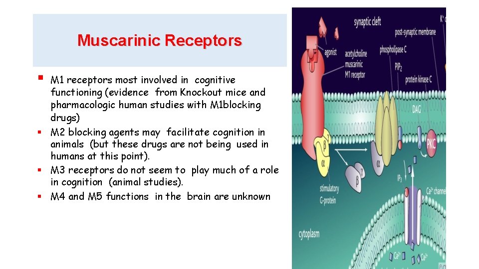 Muscarinic Receptors M 1 receptors most involved in cognitive functioning (evidence from Knockout mice