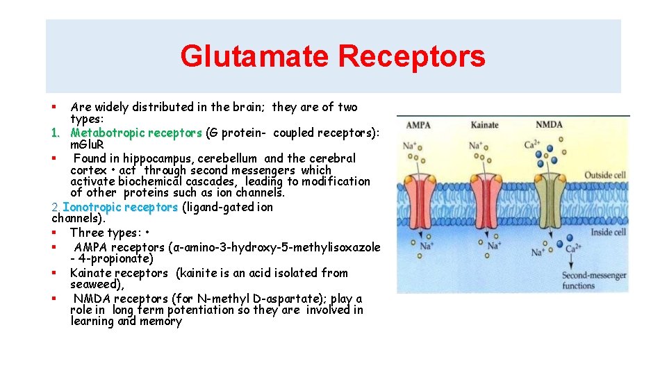 Glutamate Receptors Are widely distributed in the brain; they are of two types: 1.