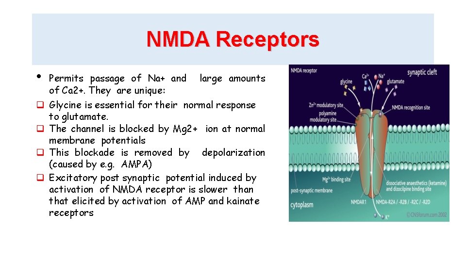 NMDA Receptors • Permits passage of Na+ and large amounts of Ca 2+. They