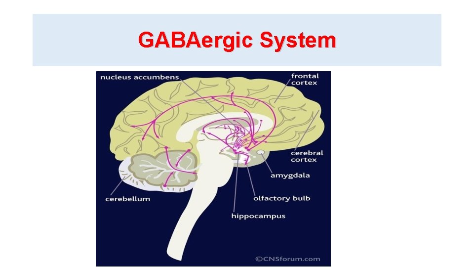 GABAergic System 