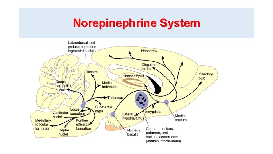 Norepinephrine System 