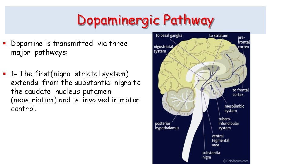 Dopaminergic Pathway Dopamine is transmitted via three major pathways: 1 - The first(nigro striatal