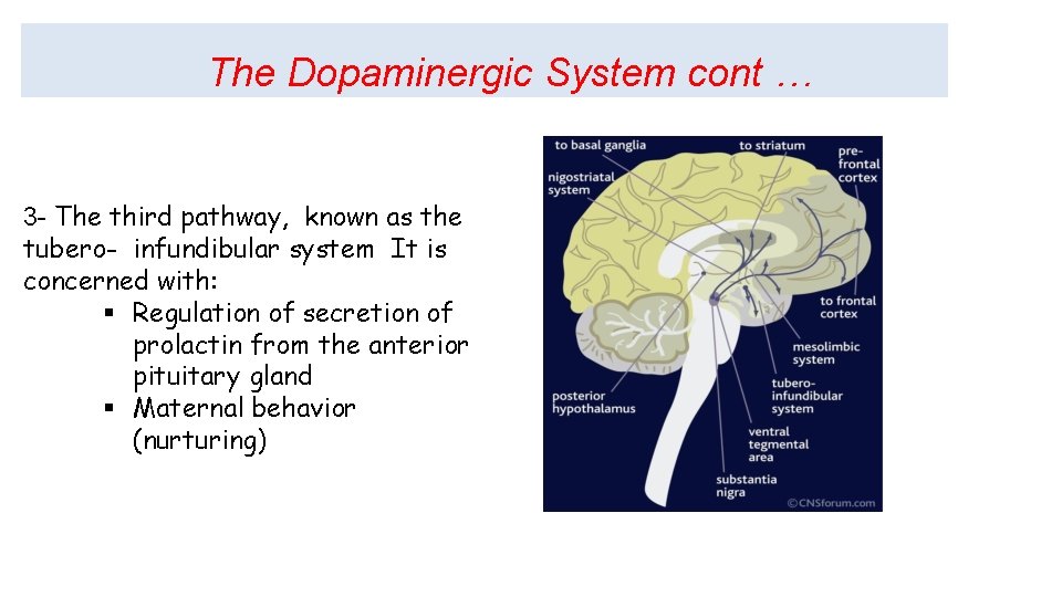 The Dopaminergic System cont … 3 - The third pathway, known as the tubero-