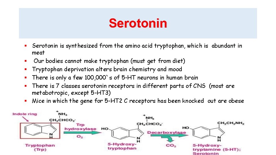 Serotonin is synthesized from the amino acid tryptophan, which is abundant in meat Our