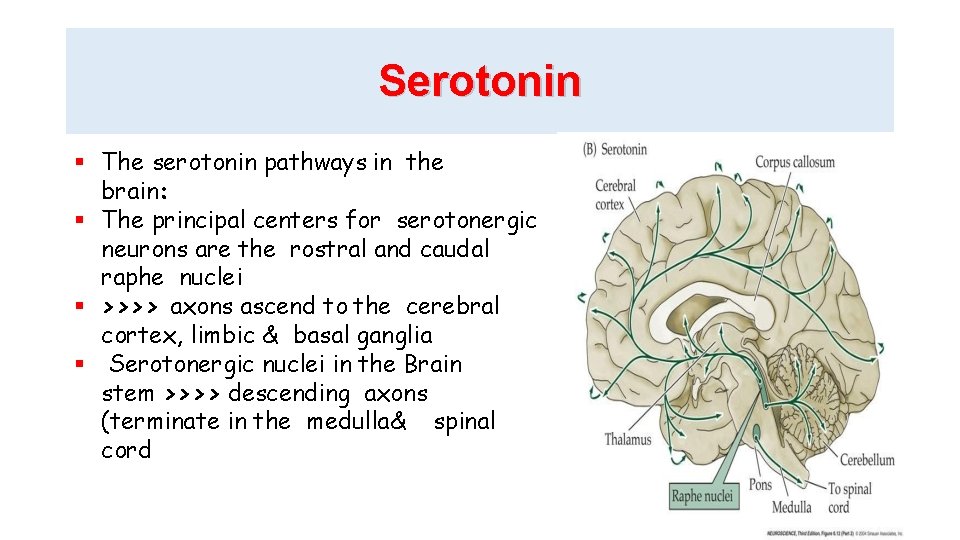 Serotonin The serotonin pathways in the brain: The principal centers for serotonergic neurons are