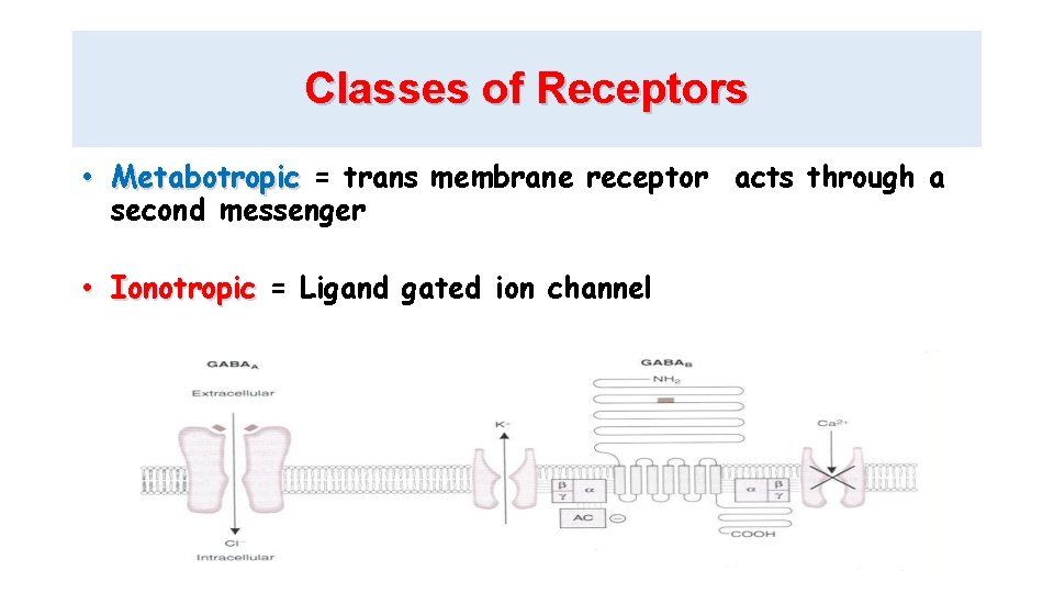 Classes of Receptors • Metabotropic = trans membrane receptor acts through a second messenger