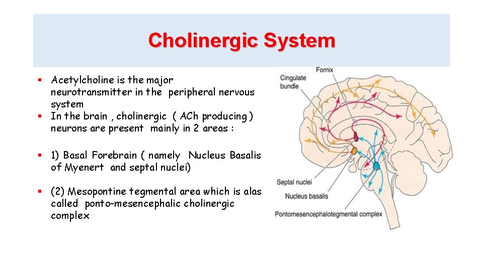 Cholinergic System Acetylcholine is the major neurotransmitter in the peripheral nervous system In the