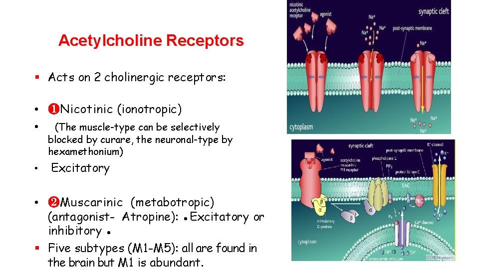 Acetylcholine Receptors Acts on 2 cholinergic receptors: • ❶Nicotinic (ionotropic) • (The muscle-type can