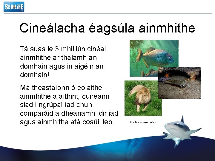 Cineálacha éagsúla ainmhithe Tá suas le 3 mhilliún cinéal ainmhithe ar thalamh an domhain