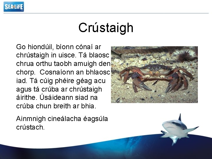 Crústaigh Go hiondúil, bíonn cónaí ar chrústaigh in uisce. Tá blaosc chrua orthu taobh