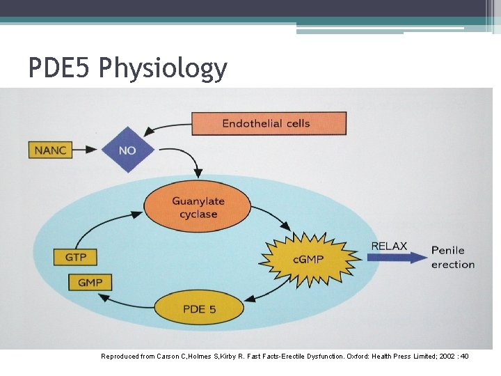 PDE 5 Physiology Reproduced from Carson C, Holmes S, Kirby R. Fast Facts-Erectile Dysfunction.