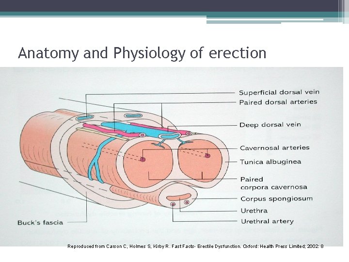 Anatomy and Physiology of erection Reproduced from Carson C, Holmes S, Kirby R. Fast