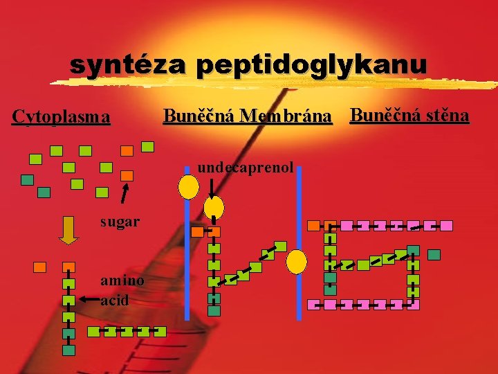 syntéza peptidoglykanu Cytoplasma Buněčná Membrána Buněčná stěna undecaprenol sugar amino acid 
