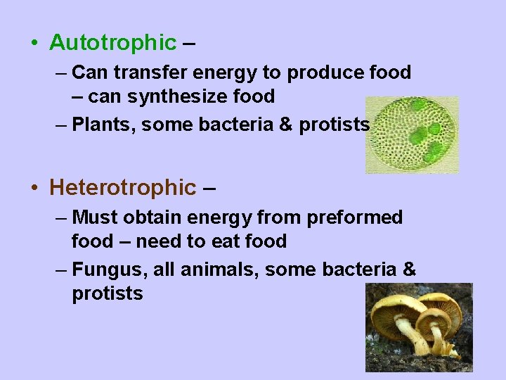  • Autotrophic – – Can transfer energy to produce food – can synthesize