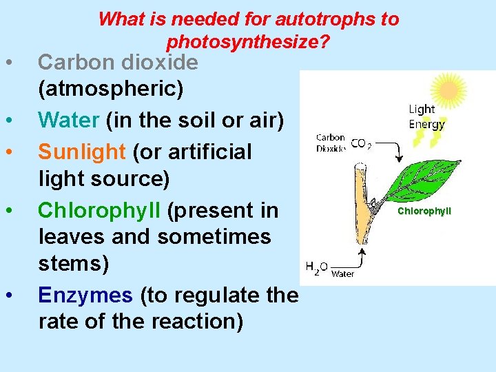  • • • What is needed for autotrophs to photosynthesize? Carbon dioxide (atmospheric)