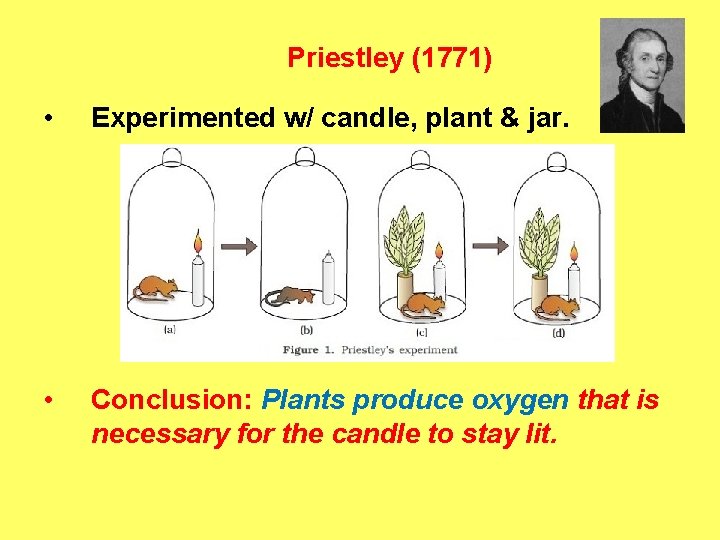 Priestley (1771) • Experimented w/ candle, plant & jar. • Conclusion: Plants produce oxygen
