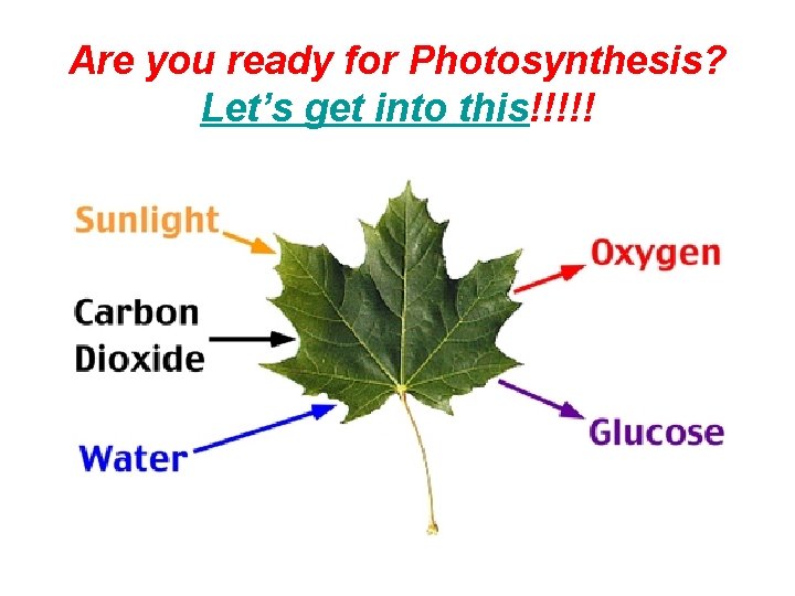 Are you ready for Photosynthesis? Let’s get into this!!!!! 