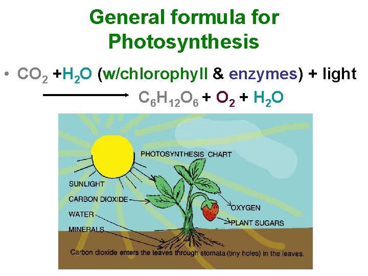 General formula for Photosynthesis • CO 2 +H 2 O (w/chlorophyll & enzymes) +