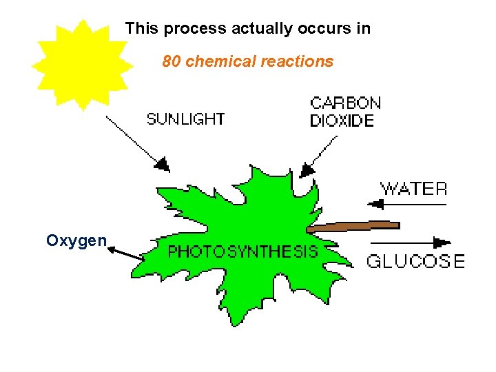 This process actually occurs in 80 chemical reactions Oxygen 