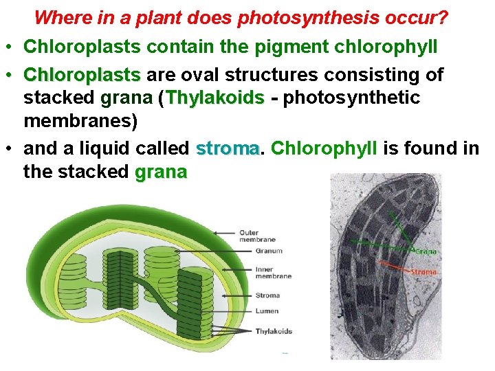 Where in a plant does photosynthesis occur? • Chloroplasts contain the pigment chlorophyll •