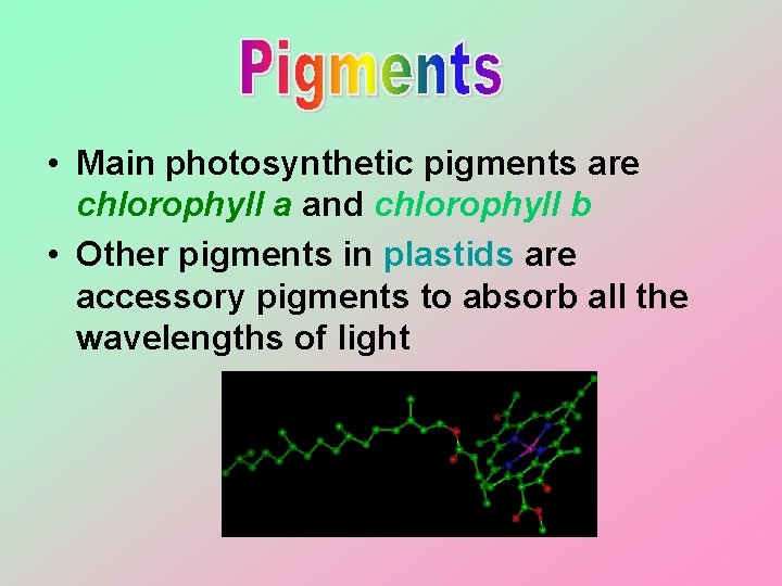  • Main photosynthetic pigments are chlorophyll a and chlorophyll b • Other pigments