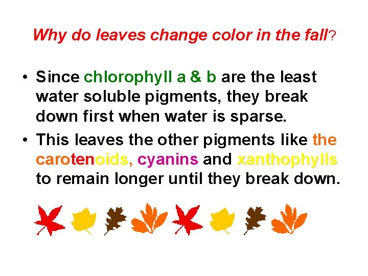 Why do leaves change color in the fall? • Since chlorophyll a & b