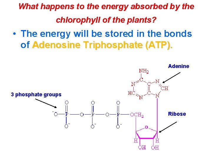 What happens to the energy absorbed by the chlorophyll of the plants? • The