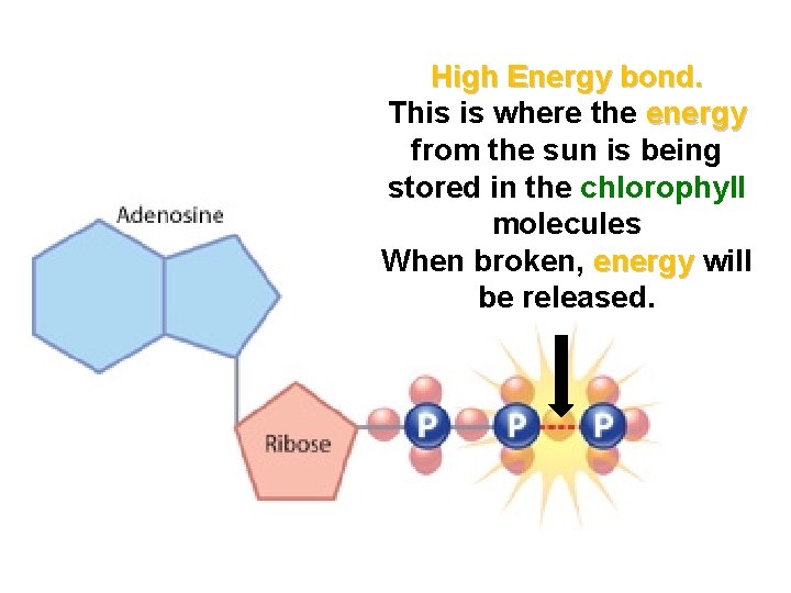 High Energy bond. This is where the energy from the sun is being stored