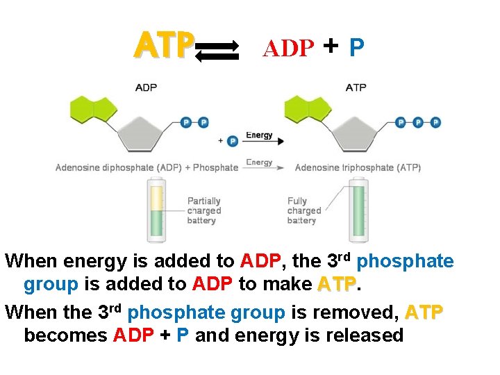 ATP ADP +P When energy is added to ADP, the 3 rd phosphate group