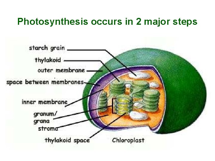 Photosynthesis occurs in 2 major steps 1. Light Reaction – occurs only in the