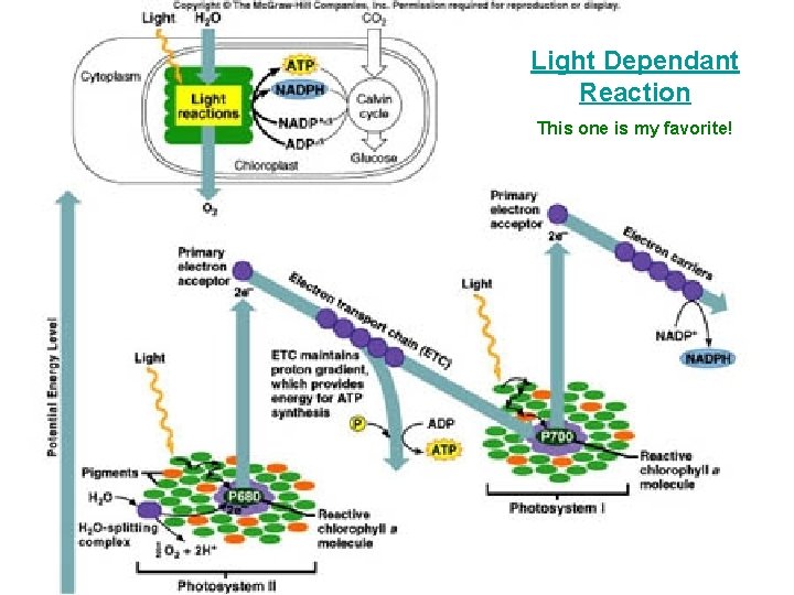 Light Dependant Reaction This one is my favorite! 