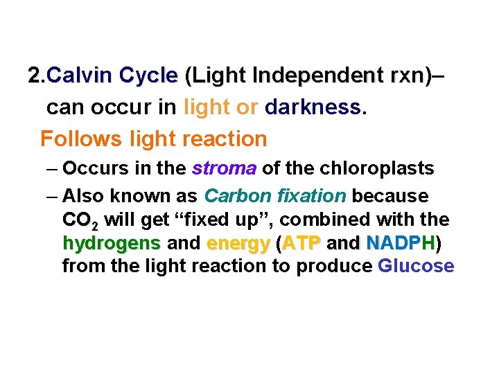 2. Calvin Cycle (Light Independent rxn)– rxn can occur in light or darkness. Follows