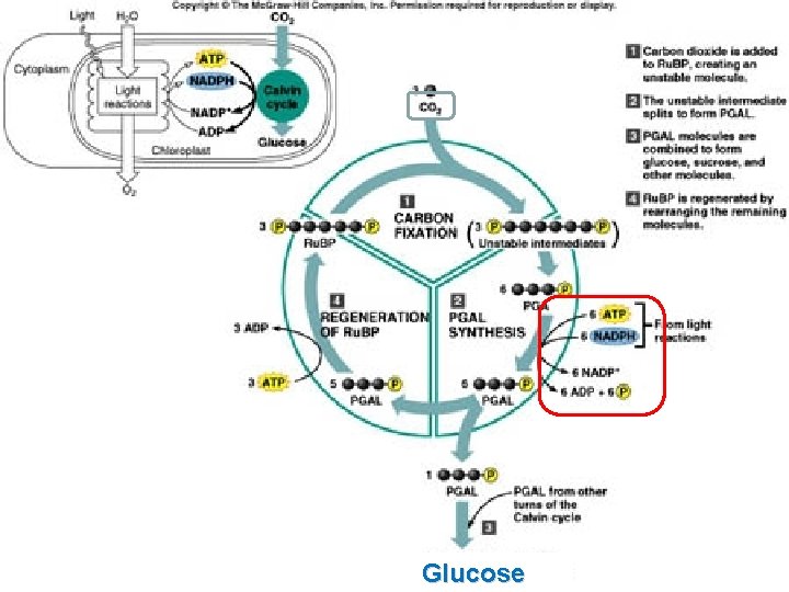 Glucose 